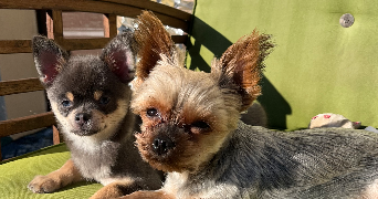 mégane pet sitter à CREPY EN VALOIS 60800_1