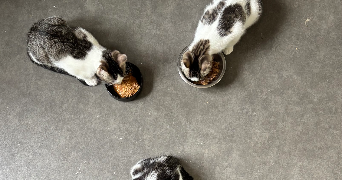 clara pet sitter à AMIENS 80000_8