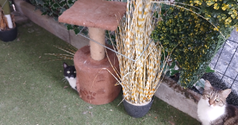 celine pet sitter à LANGEAIS 37130_2