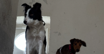 anaïs pet sitter à ASNIERES SUR SEINE 92600_1