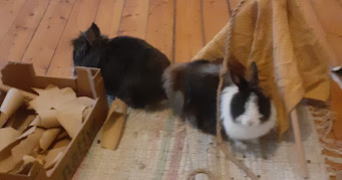 anna pet sitter à BREST 29200_6