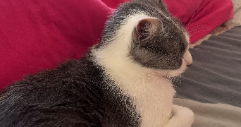 sophie pet sitter à MESNILS SUR ITON 27240_1