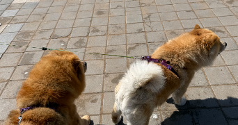 chama dog sitter à PARIS 16 75016_3