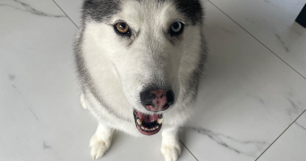 laurelene pet sitter à LA BIOLLE 73410_3