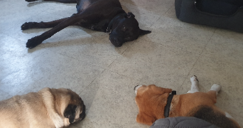 Audrey pet sitter à VILLEURBANNE 69100_9