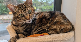 emmanuelle pet sitter à ROUEN 76000_5