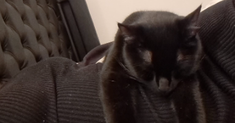 camille pet sitter à lyon 69008_8