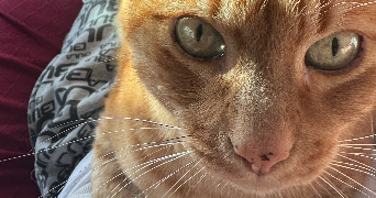 lucie pet sitter à BOULOGNE BILLANCOURT 92100_2