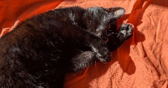 lexane pet sitter à VILLEURBANNE 69100_0