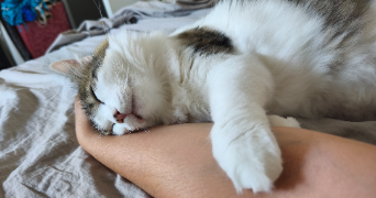deborah pet sitter à BEAUVOISIN 30640_2