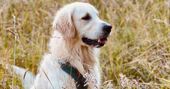 maitena pet sitter à ST MARTIN DE SEIGNANX 40390_0