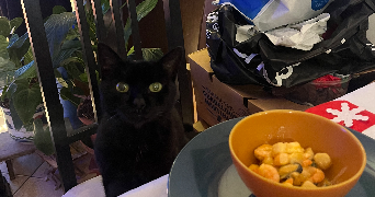 lilou pet sitter à TOULON 83200_2