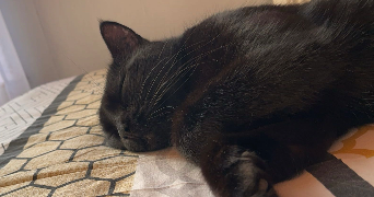 anaïs pet sitter à MONTPELLIER 34080_1