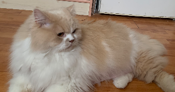 margot pet sitter à BEAUVAIS 60000_1