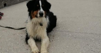 ophélie pet sitter à LA ROCHE SUR YON 85000_4