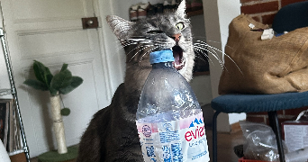léa pet sitter à HYERES 83400_3