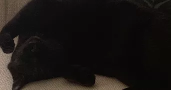 jessica pet sitter à LORMONT 33310