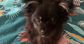 manon pet sitter à AVELIN 59710_1