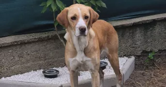 clara pet sitter à BAULON 35580