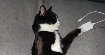 Faites Garder Votre Animal Par Elsa