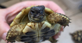 diana pet sitter à Villeurbanne 69100_1