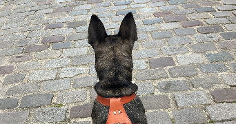 madeleine pet sitter à PARIS 18 75018_9