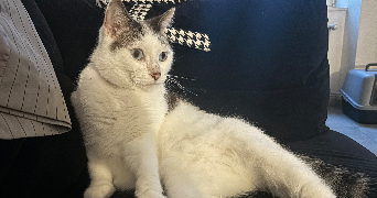 marie pet sitter à LUNEVILLE 54300_5