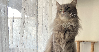 alysé pet sitter à NIMES 30900_3