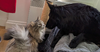 elias pet sitter à AVON 77210_3