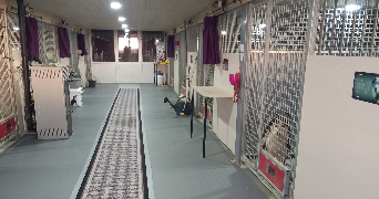 maud dog sitter à LABALME 01450_5