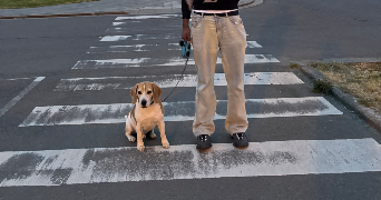 léa pet sitter à ETTERBEEK 1040_2