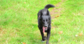 hélène pet sitter à TOULOUSE 31000_3