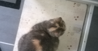 veronique pet sitter à BARENTIN 76360_1