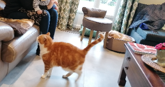 dominique pet sitter à ECQUEVILLY 78920_1