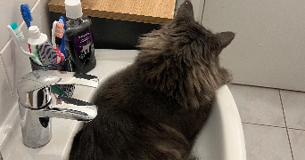 luna pet sitter à CHAMPCUEIL 91750_3