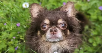 alison pet sitter à ETZLING 57460