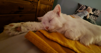 guillaume pet sitter à Verneuil-sur-Seine 78480_9