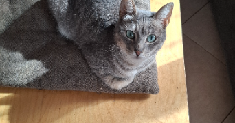 chrystelle pet sitter à VILLIERS SUR MORIN 77580_1