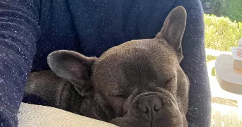 rémi pet sitter à CANNES 06400
