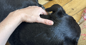 liza pet sitter à NOISY LE SEC 93130_6