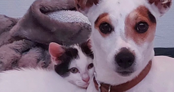 jade pet sitter à BOGNY SUR MEUSE 08120_3
