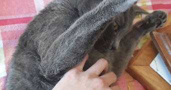 aure pet sitter à TOURS 37200_5