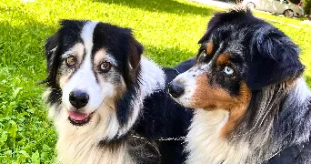 carla pet sitter à ST BONNET EN BRESSE 71310