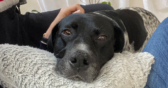 margaux pet sitter à ROQUEBRUNE SUR ARGENS 83520_2