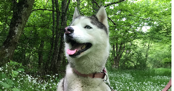 melyna pet sitter à Bologne 52310_1