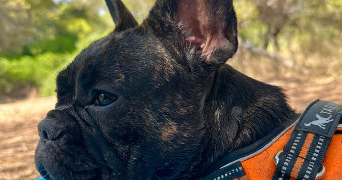 alexia pet sitter à SOISY SUR SEINE 91450_2