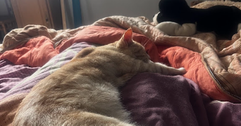 oïhana pet sitter à BLAGNAC 31700_3