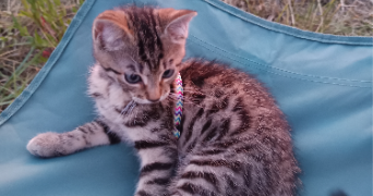 faustine pet sitter à CHAGNY 71150_2