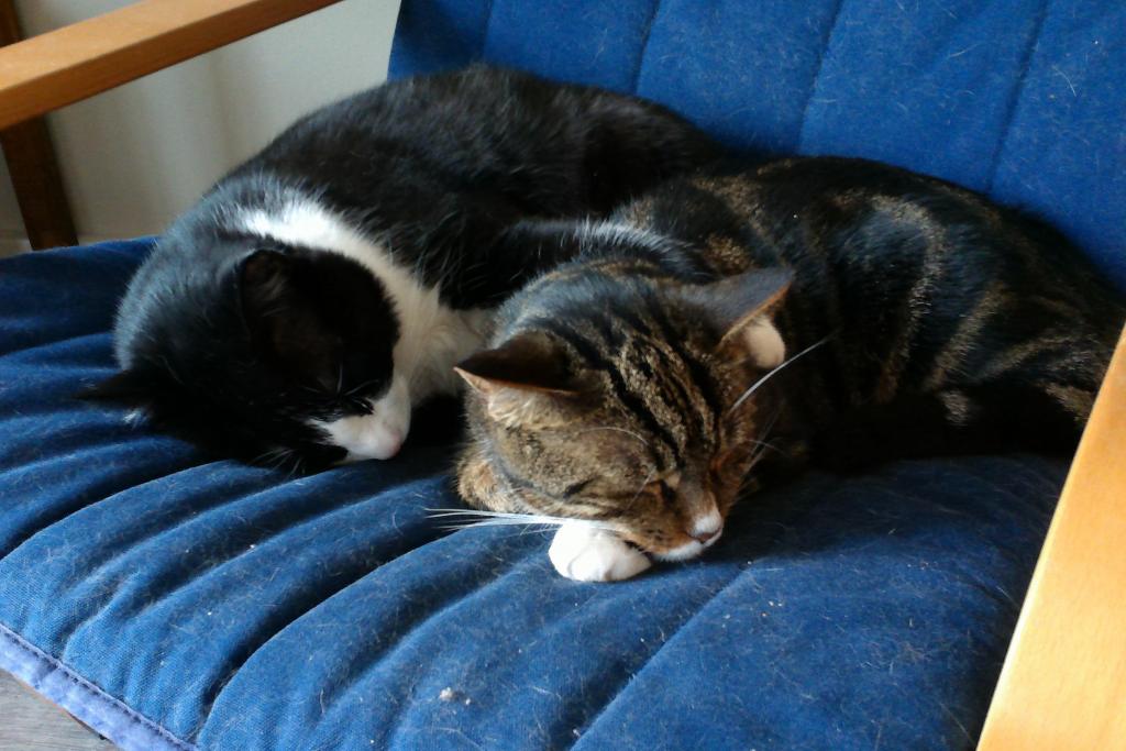 PIERRETTE cat sitter à Sartrouville 78500_0