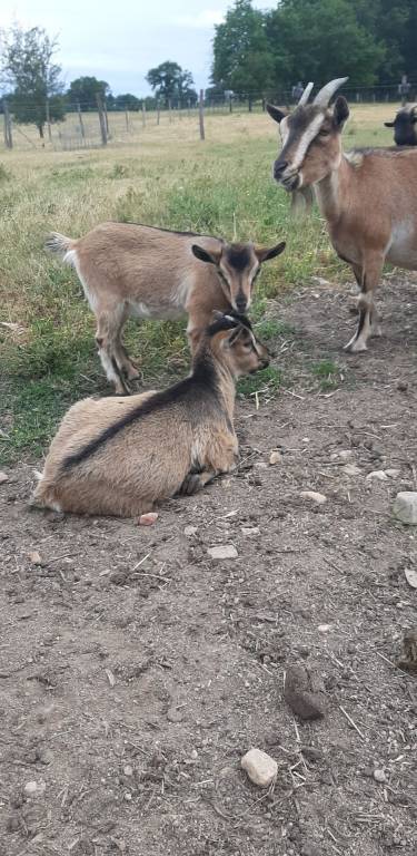 mélina pet sitter à Haguenau 67500_4